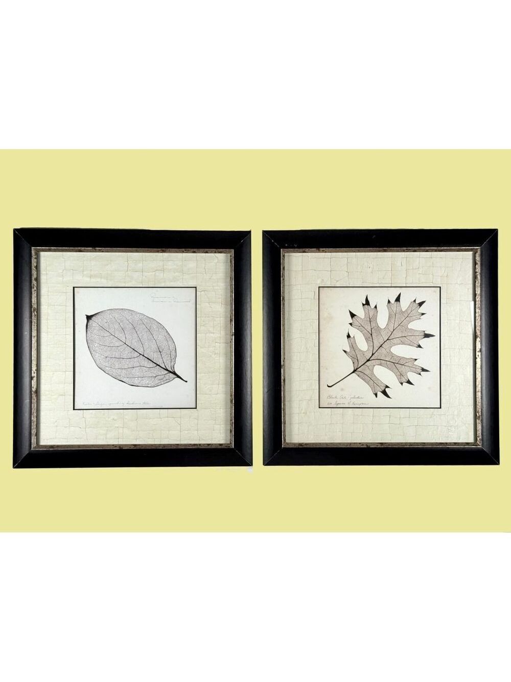 Set of 2 P Booker Morey Prints Black Oak & Persimmon Leaf Framed Botanical Art